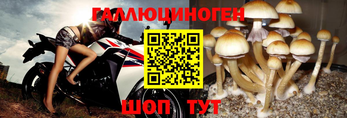 Псилоцибиновые грибы мицелий Майкоп